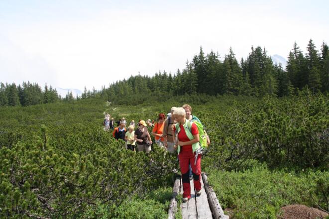 Löckernmoos in Gosau