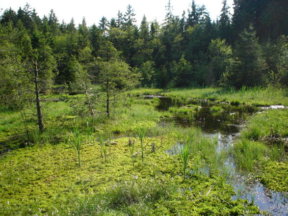 Moor to see