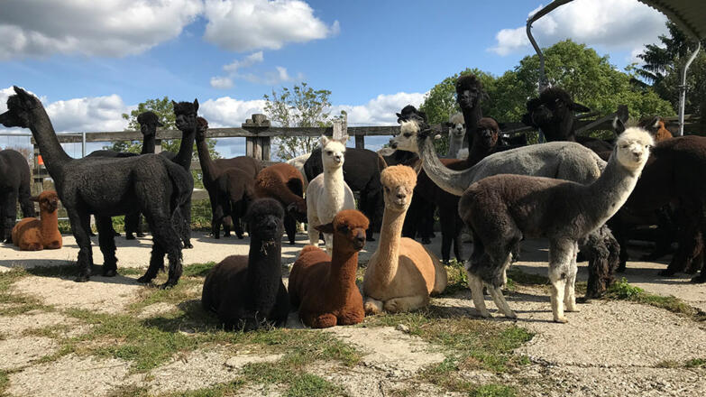 Oberstein Alpaca Herde