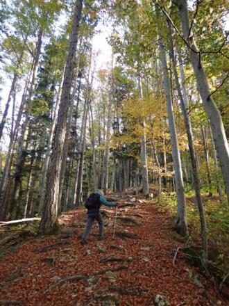 Bewaldeter Rücken zum Brandnerhof