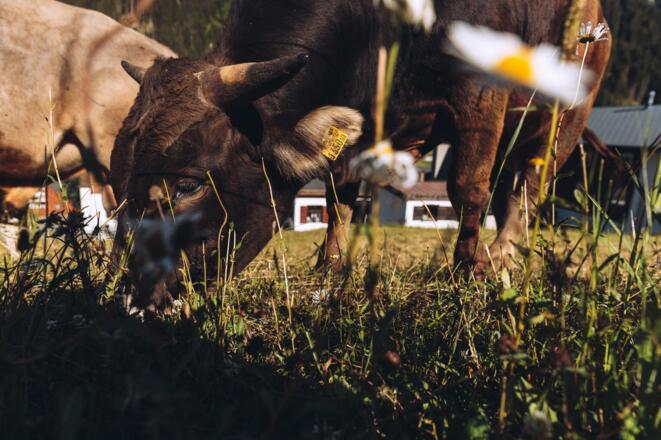 CSP_20200709_madrisa_391