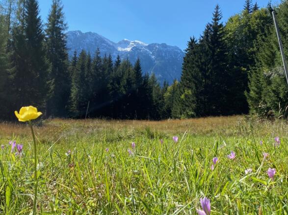 Frühlingserwachen