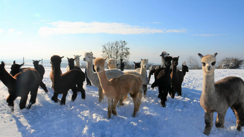 Oberstein Alpaca Herde im Winter