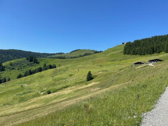 Neben den Bergwiesen treten immer wieder Almen ins Blickfeld.