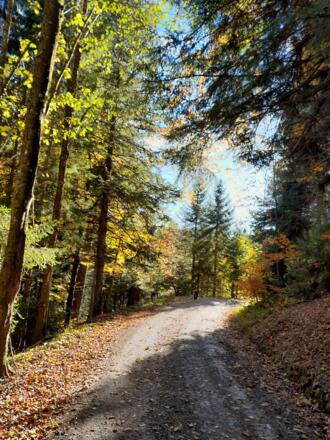 Herbststimmung auf dem Weg zur Kirchsteinhütte