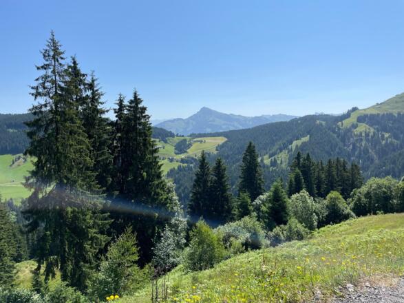 Almwiesen dominieren die Landschaft und hinten grüßt das Kitzbüheler Horn herüber.