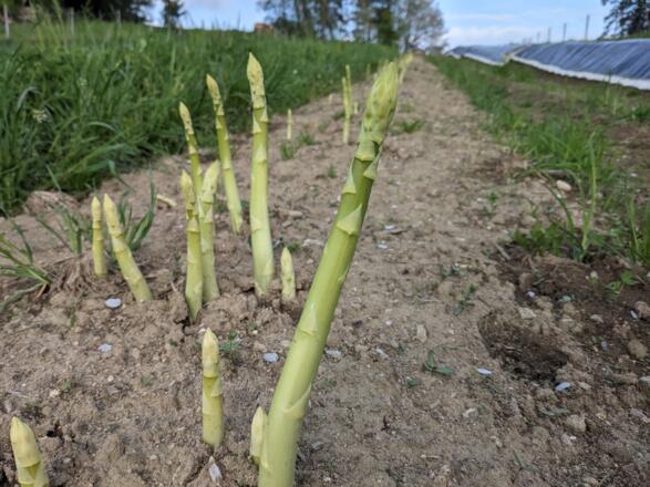 Grüner Spargel vom Gemüsehof Deyerling