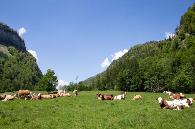 Kühe in der Rettenbachalm