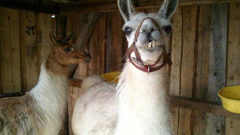 Lamas