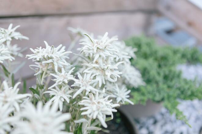 Edelweiss