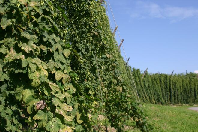 Eder Bräu
