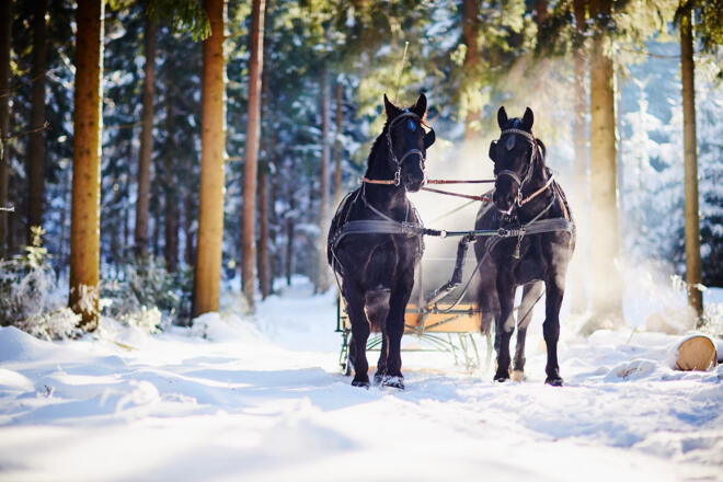 Pferdeschlitten-Reingruber-12-10-09