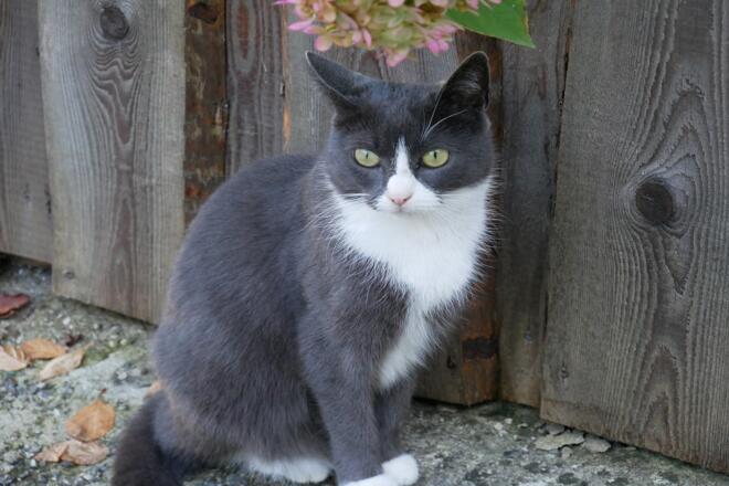 Garten mit Sitz- und Grillgelegenheit