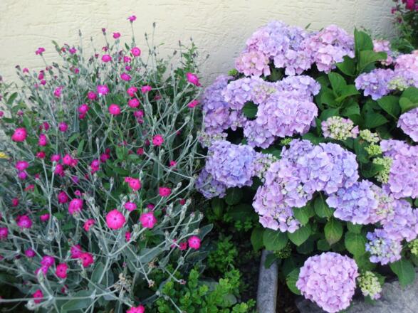 Blumen in allen Farben