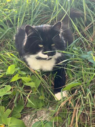 BeimDanner_unser_mäusejäger