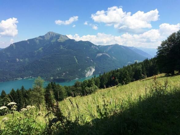 Sausteigalm