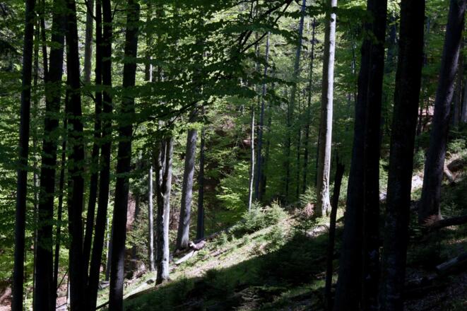 im Bergwald