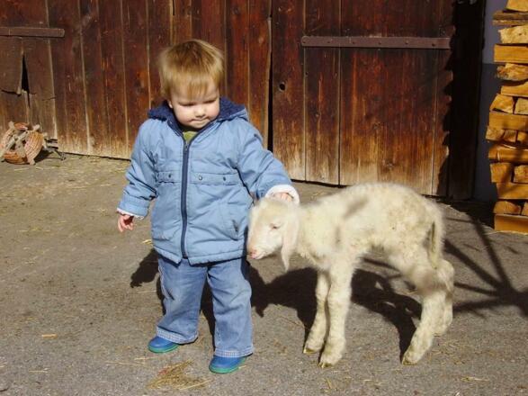 Magnus mit Lämmchen auf dem Hof im Feld