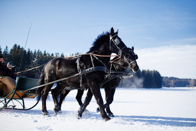 Pferdeschlitten-Reingruber-11-12-01