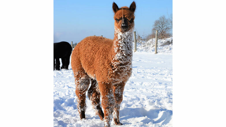 Oberstein Alpaca im Winter