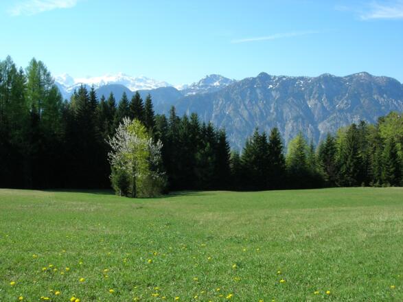 Panorama