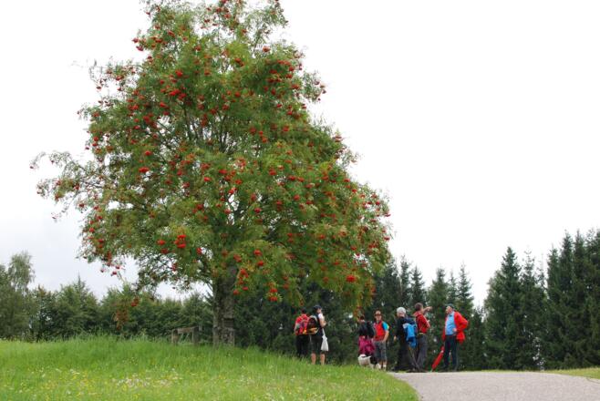 Kraft-Quelle-Baum Ahorn