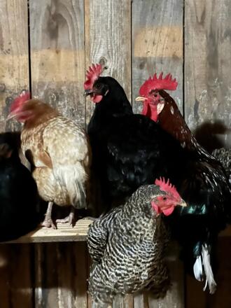 BeimDanner_unsere_hühnerschar