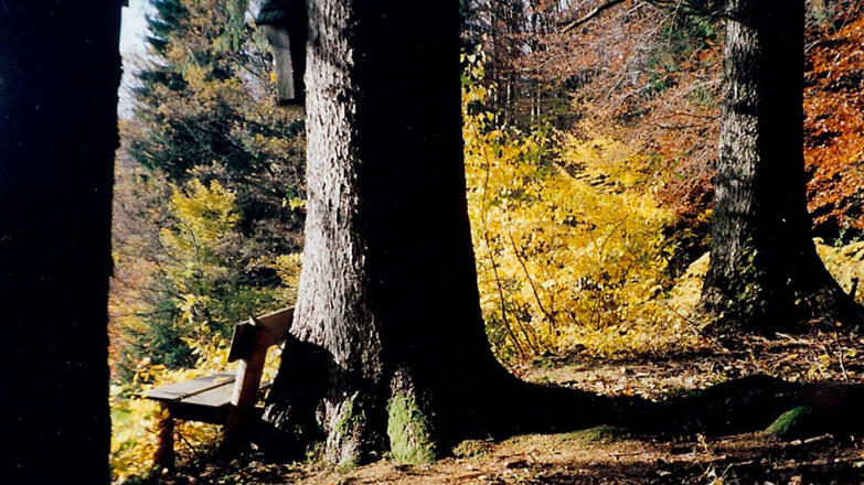 Wald