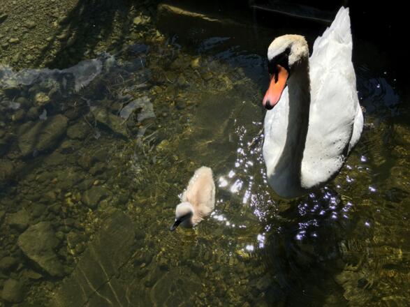 Schwan