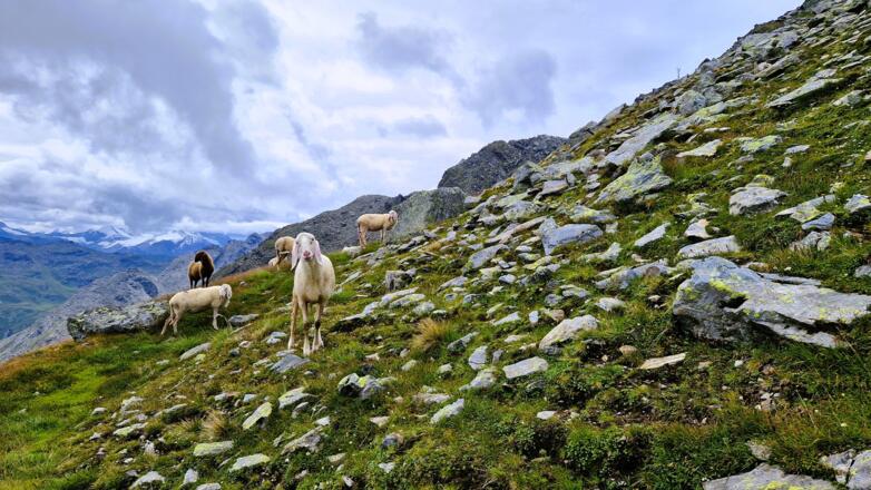 Panoramasteig - Die Schafe genießen das saftige Grün am Glungezer