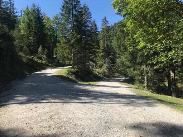 Abzweigung in den Scharnitzer Hochwald