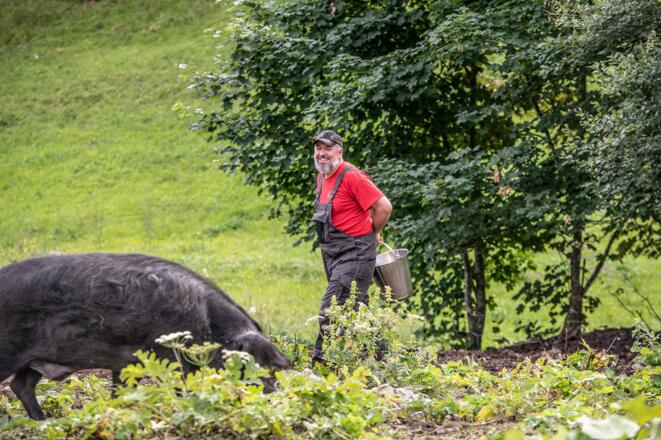 Hauseigene Schweinezucht
