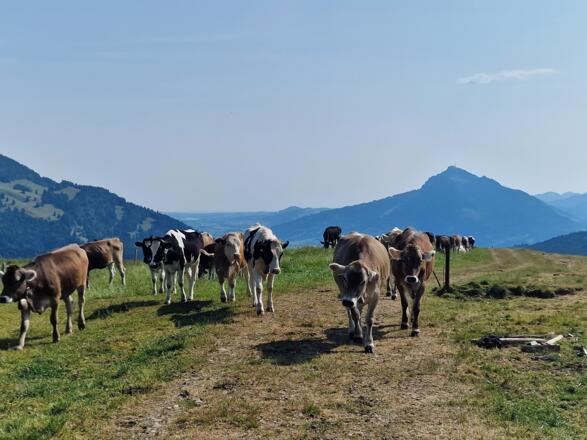 Oberhalb der Alpe Mittelberg
