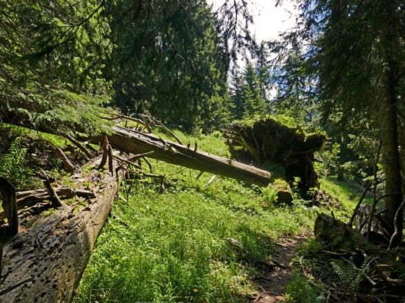 Auf dem Pfad zur Königsbergalm