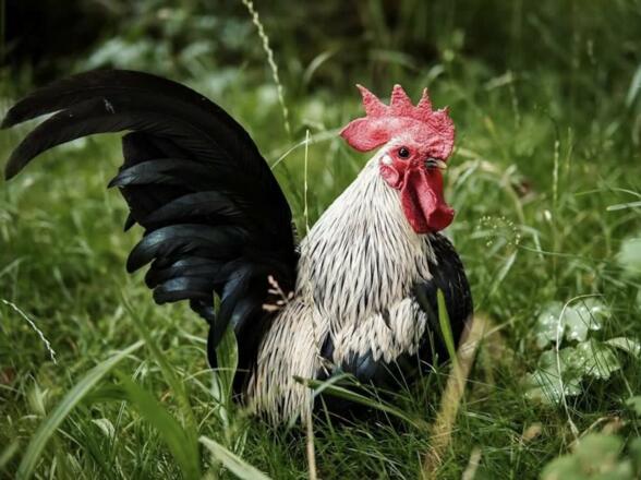 Liebling der Herzen: Zwerghahn "El Chabo"
