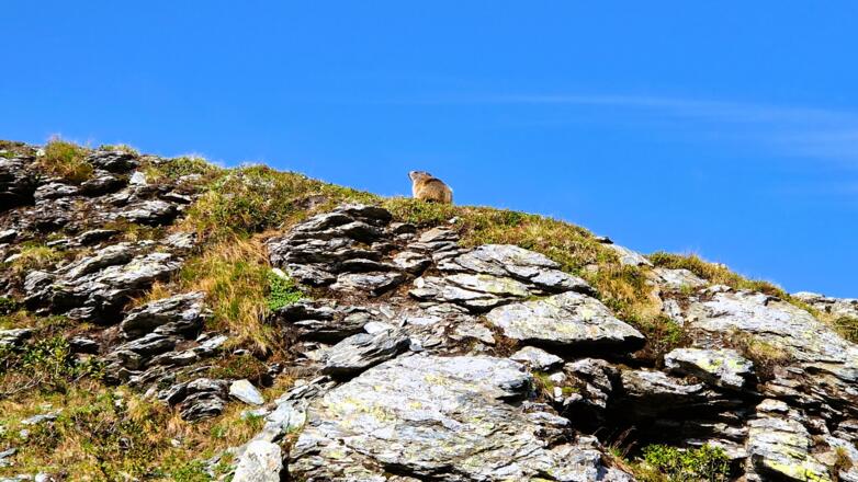 Auch das Murmeltier genießt das atemberaubende Panorama