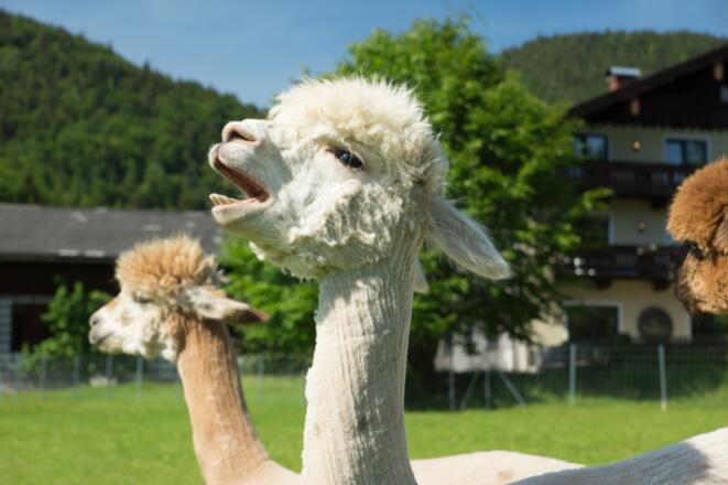 Das Franzl - Bett & Brot, Alpakas
