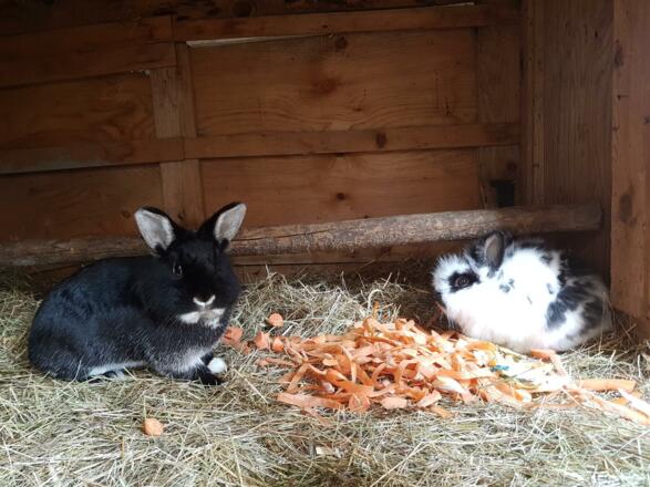 Bonny und Luna unsere Häschen