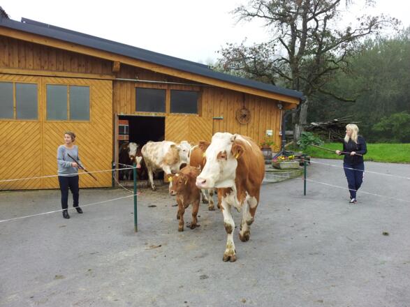 Kühe kommen auf die Weide