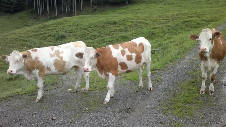 Tiere