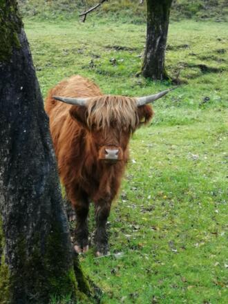Hochlandrinder