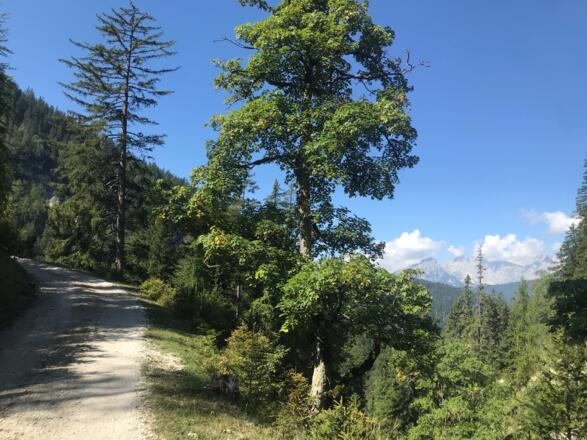 Blickrichtung Hohe Munde