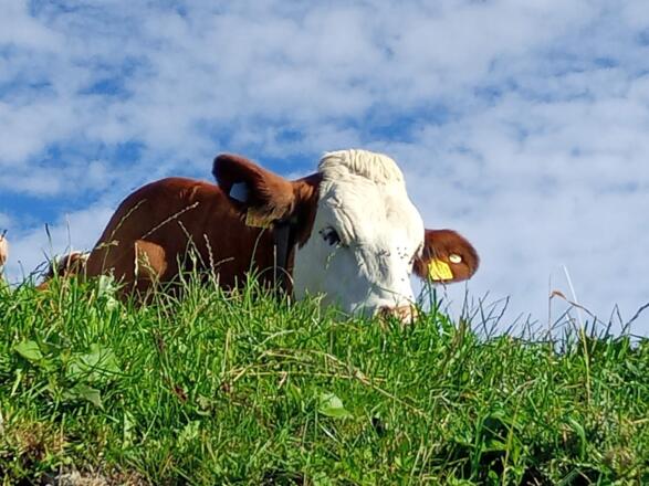 Friedliche Wegbegleiter