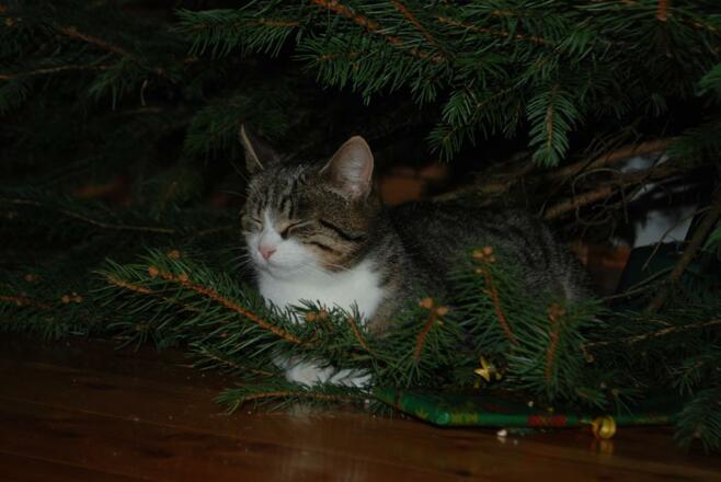 Christkatze