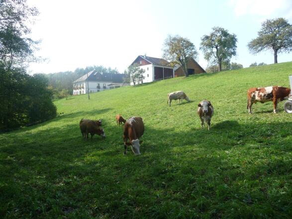 Weidegang unserer Kühe