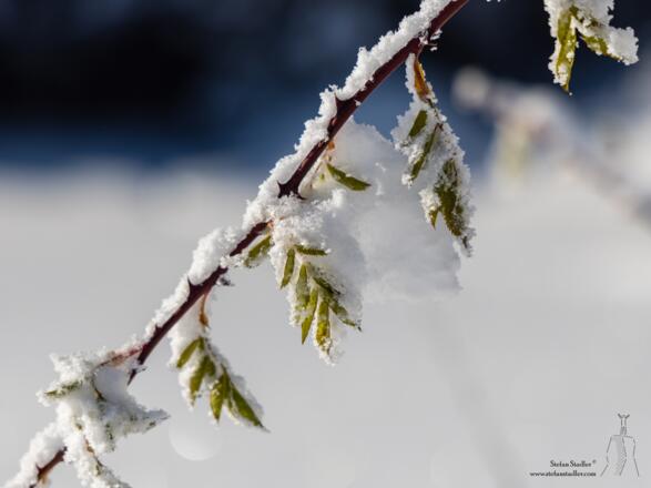 Winterwonderland.