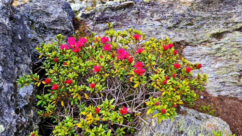 Alpenrosen in voller Blüte