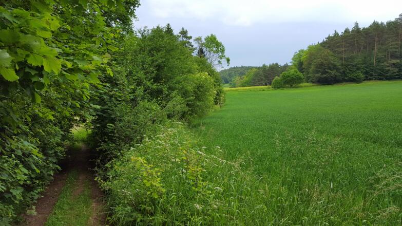 Wunderschöner Pfad zwischen Wald und Wiese