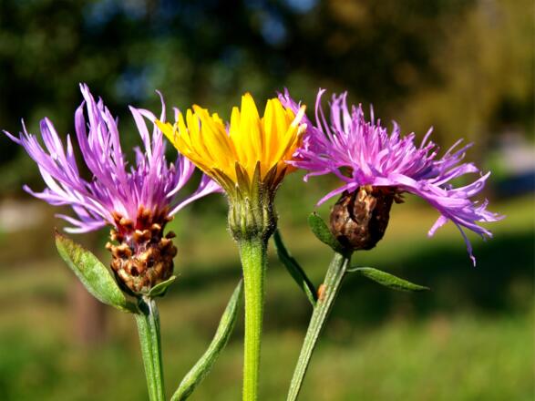 Schöne Blumenwiesen in Linetshub 500m