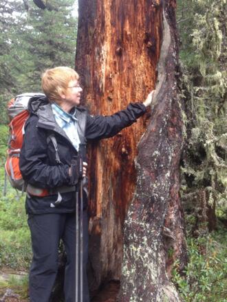 Ein alter Baum hat einiges zu bieten.